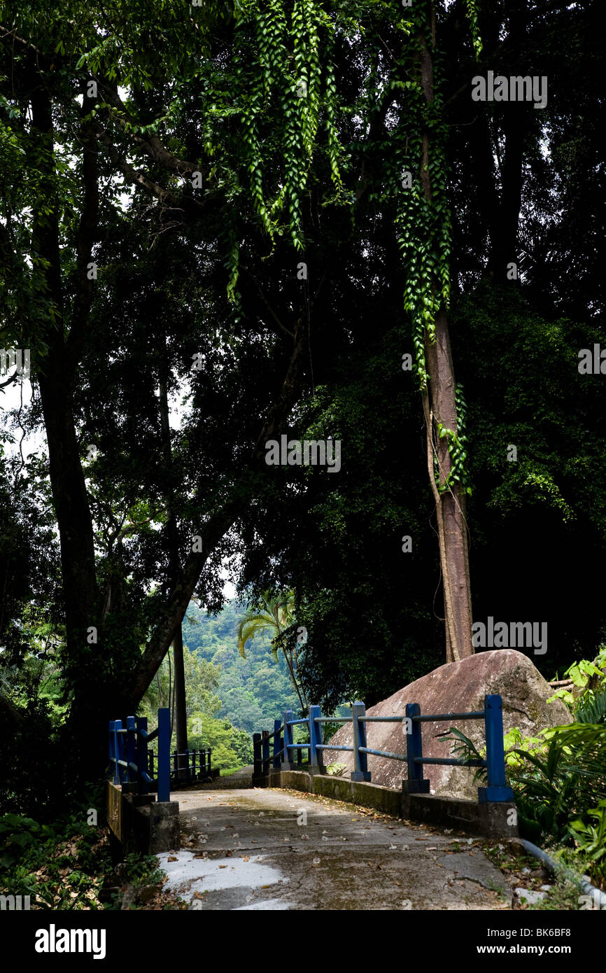 La jungle de la forêt tropicale de la flore et de la faune de l'île de tioman Banque D'Images
