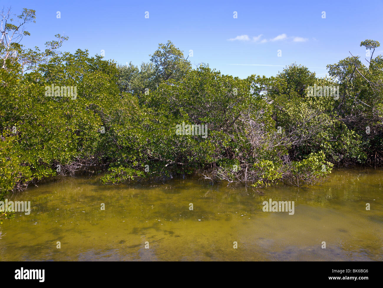 Les mangroves, J N Ding Darling Wildlife Refuge, 'Sanibel Island', Florida, USA Banque D'Images