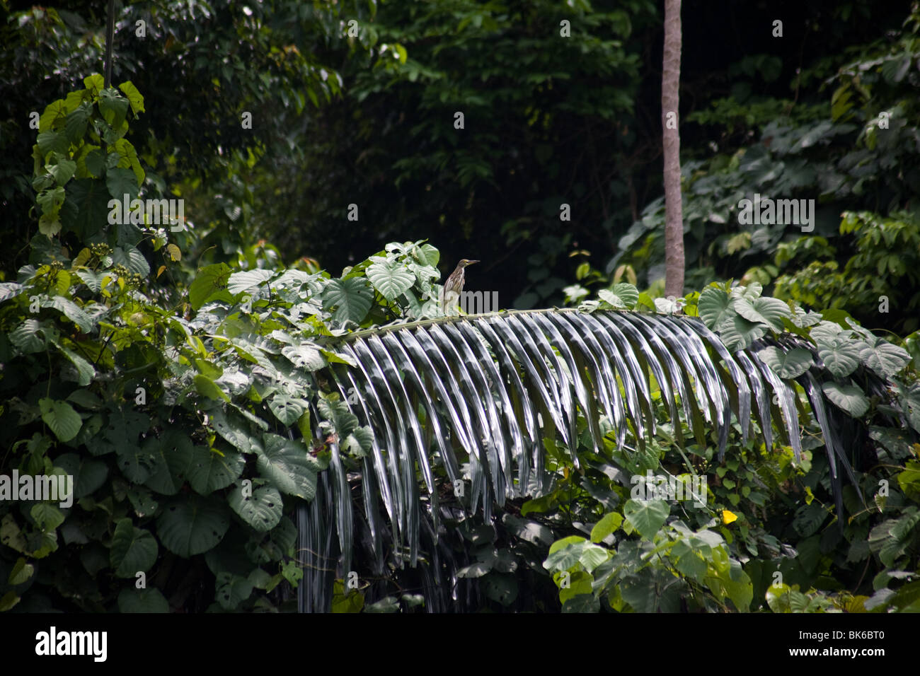 La jungle de la forêt tropicale de la flore et de la faune de l'île de tioman Banque D'Images