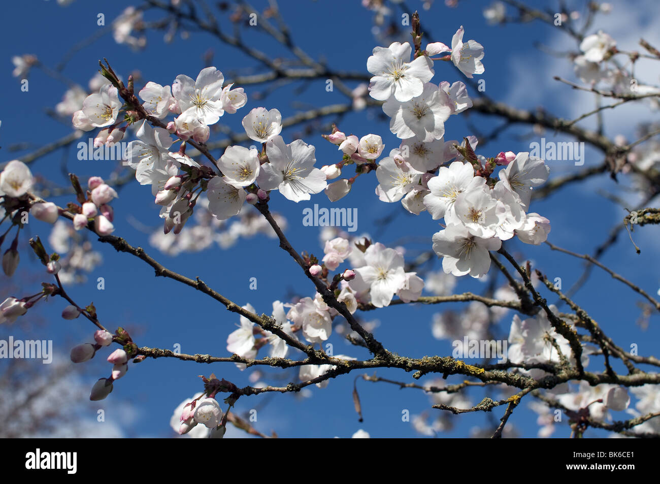 White cherry blossom Prunus incisa Banque D'Images
