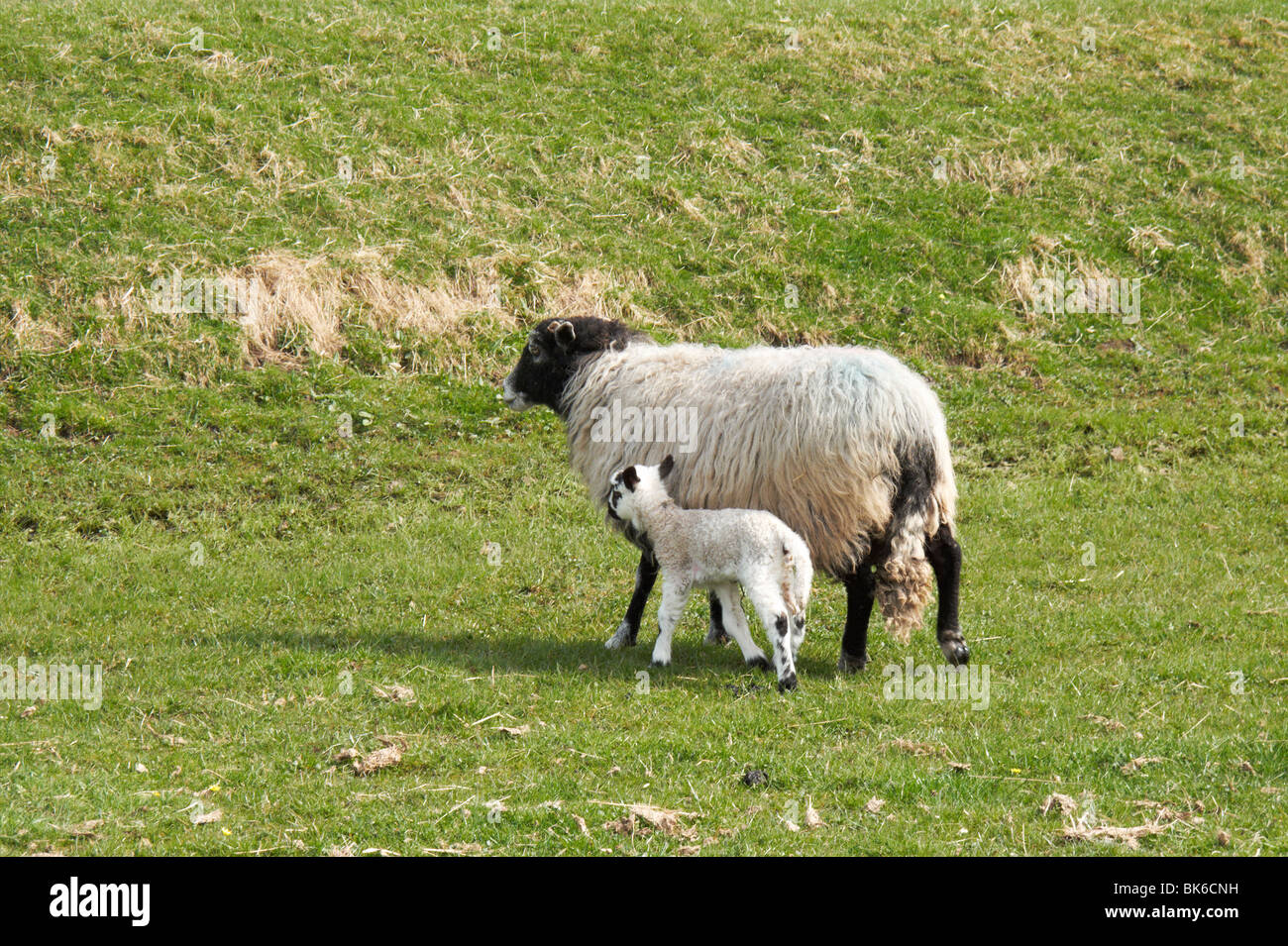 Mère brebis et agneau sur une ferme dans le Yorkshire Dales, Nidderdale, North Yorkshire, Angleterre, Royaume-Uni, Banque D'Images