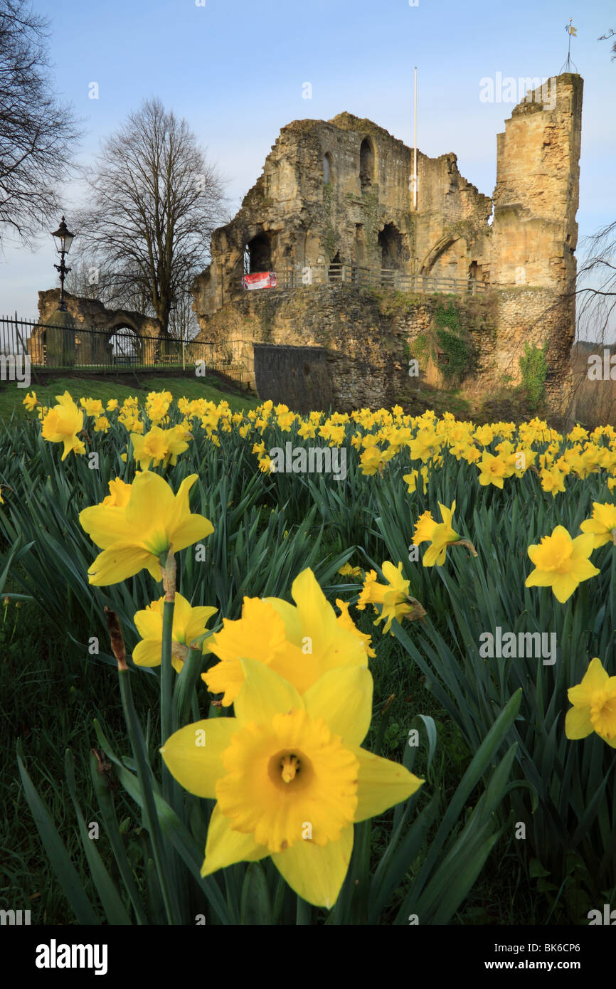 Fleurs de Printemps près les vestiges du château médiéval à Knaresborough dans North Yorkshire, England, UK Banque D'Images