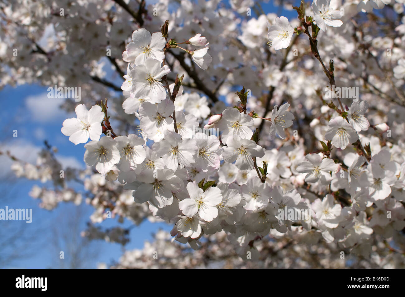 White cherry blossom Prunus incisa Banque D'Images