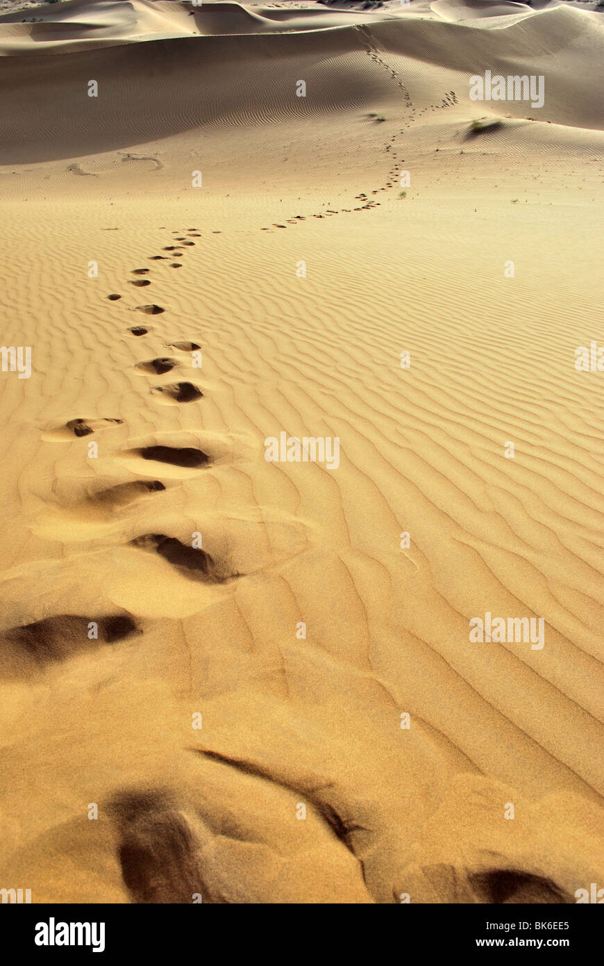 Des empreintes de pas dans les dunes de sable, désert de Thar Banque D'Images