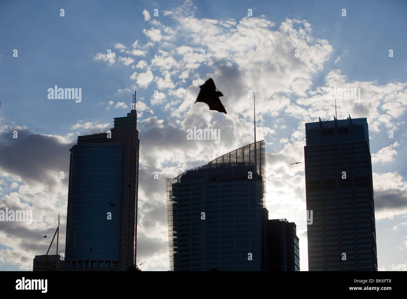 Le vol des chauves souris en face du centre-ville de Sydney tower blocks, l'Australie. Banque D'Images