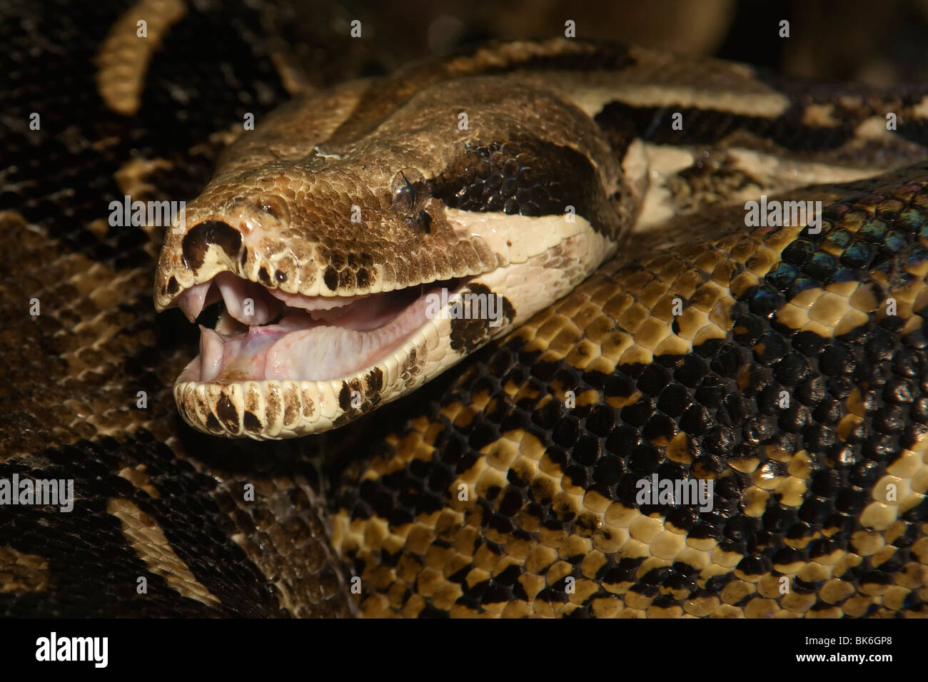 Boa constricteur (Boa constrictor) Banque D'Images