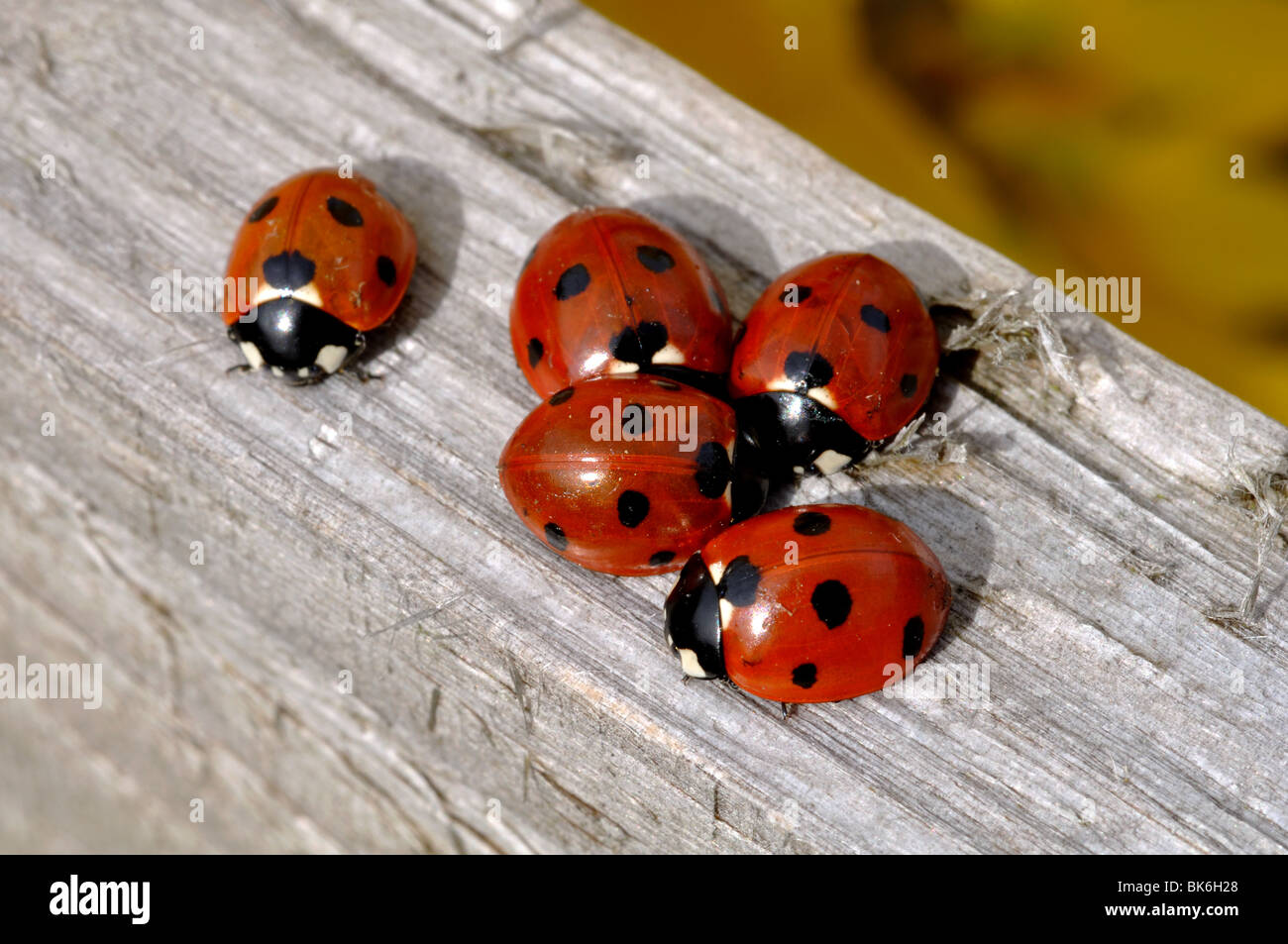 Coccinelles sur un jardin clôture, UK Banque D'Images