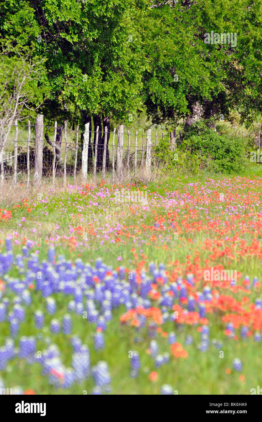 Bluebonnets dans le Texas, USA Banque D'Images