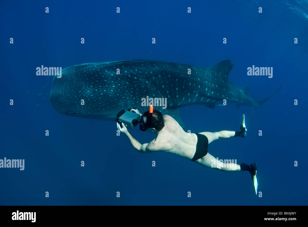 Freediver et requin-baleine, Afrique du Sud Banque D'Images