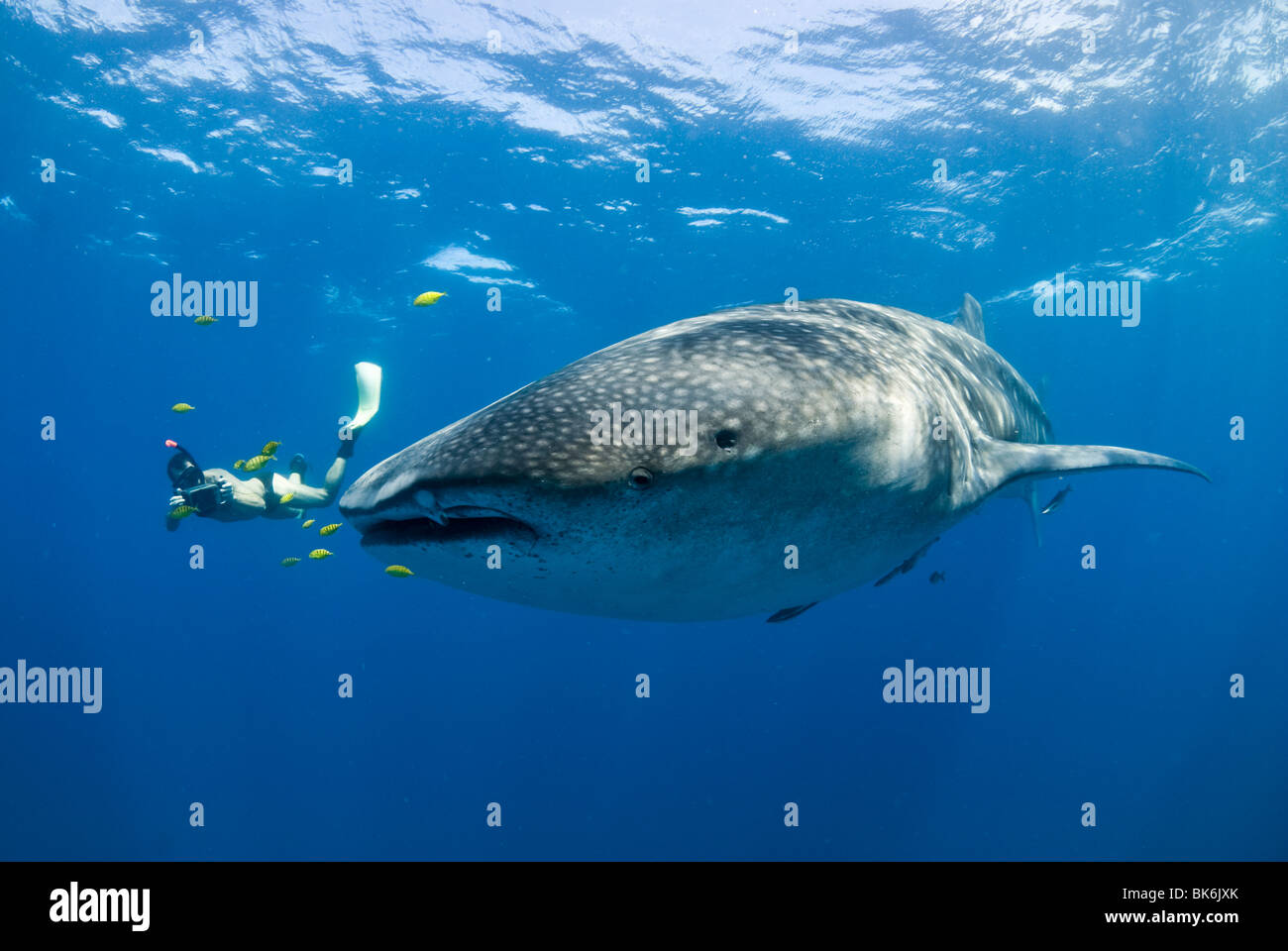 Freediver et requin-baleine, Afrique du Sud Banque D'Images