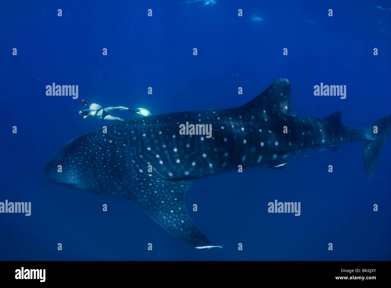 Freediver et requin-baleine, Afrique du Sud Banque D'Images