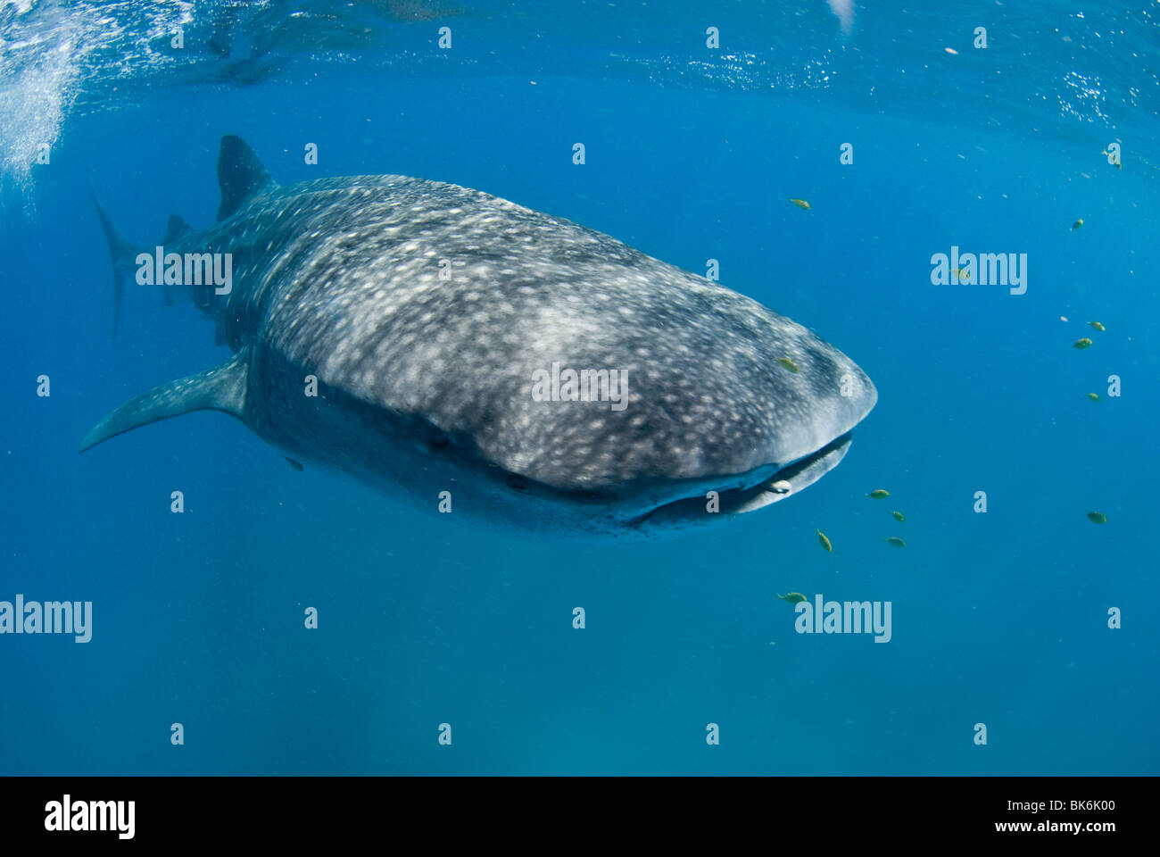 Requin-baleine, Afrique du Sud Banque D'Images