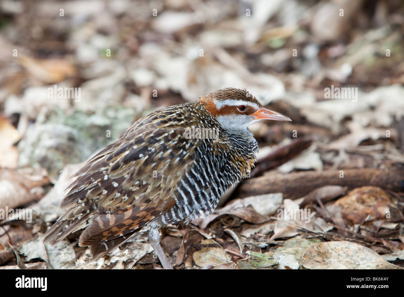 Buff Banded Rail (Gallirallus philippensis) sur Green Island sur la Grande Barrière de Corail près de Cairns, Queensland, Australie. Banque D'Images