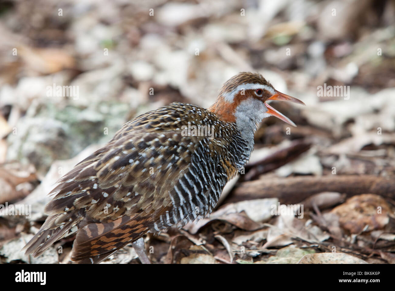 Buff Banded Rail (Gallirallus philippensis) sur Green Island sur la Grande Barrière de Corail près de Cairns, Queensland, Australie. Banque D'Images