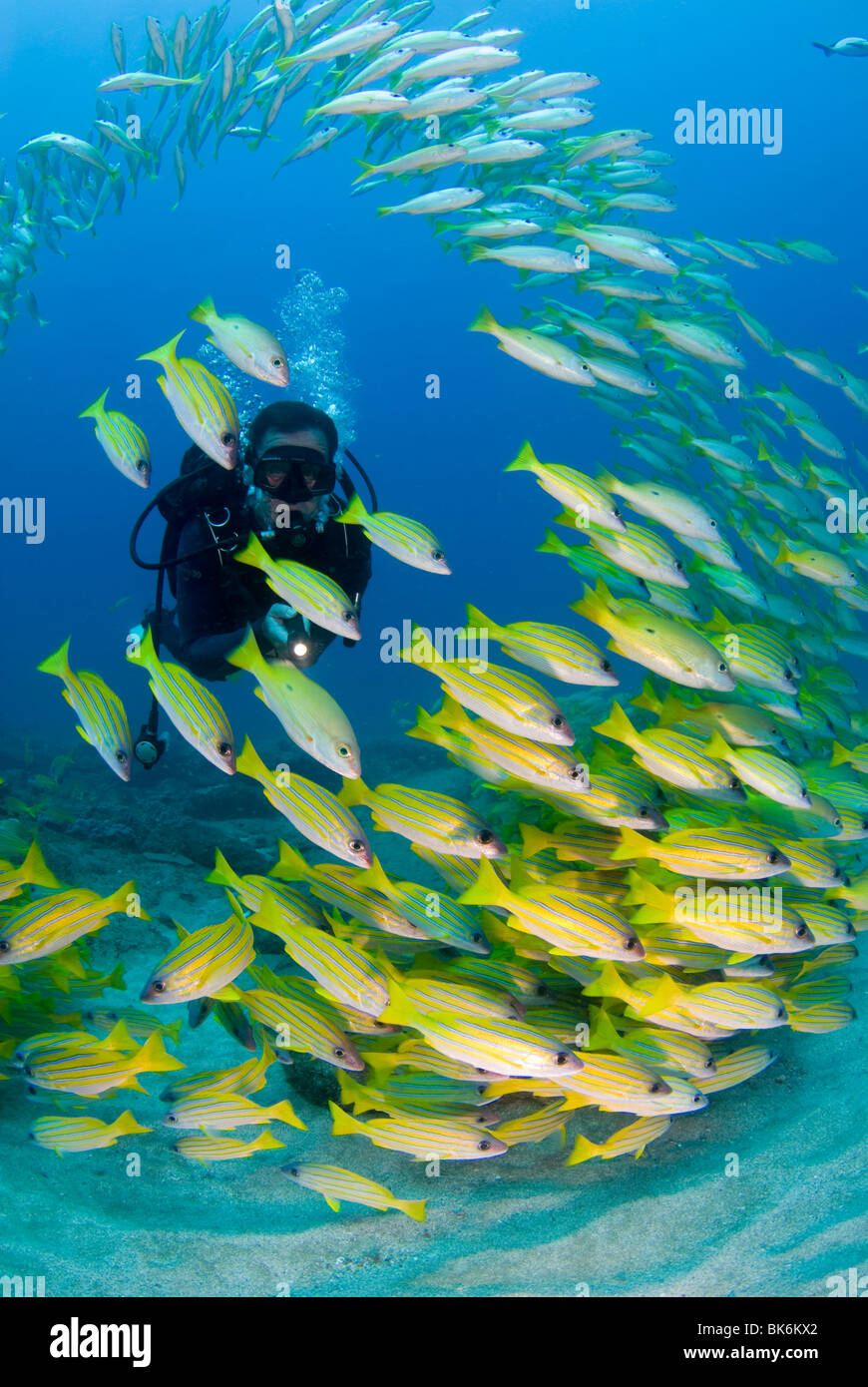 Plongée sous marine natation avec l'école de français jaune des grognements, Afrique du Sud Banque D'Images