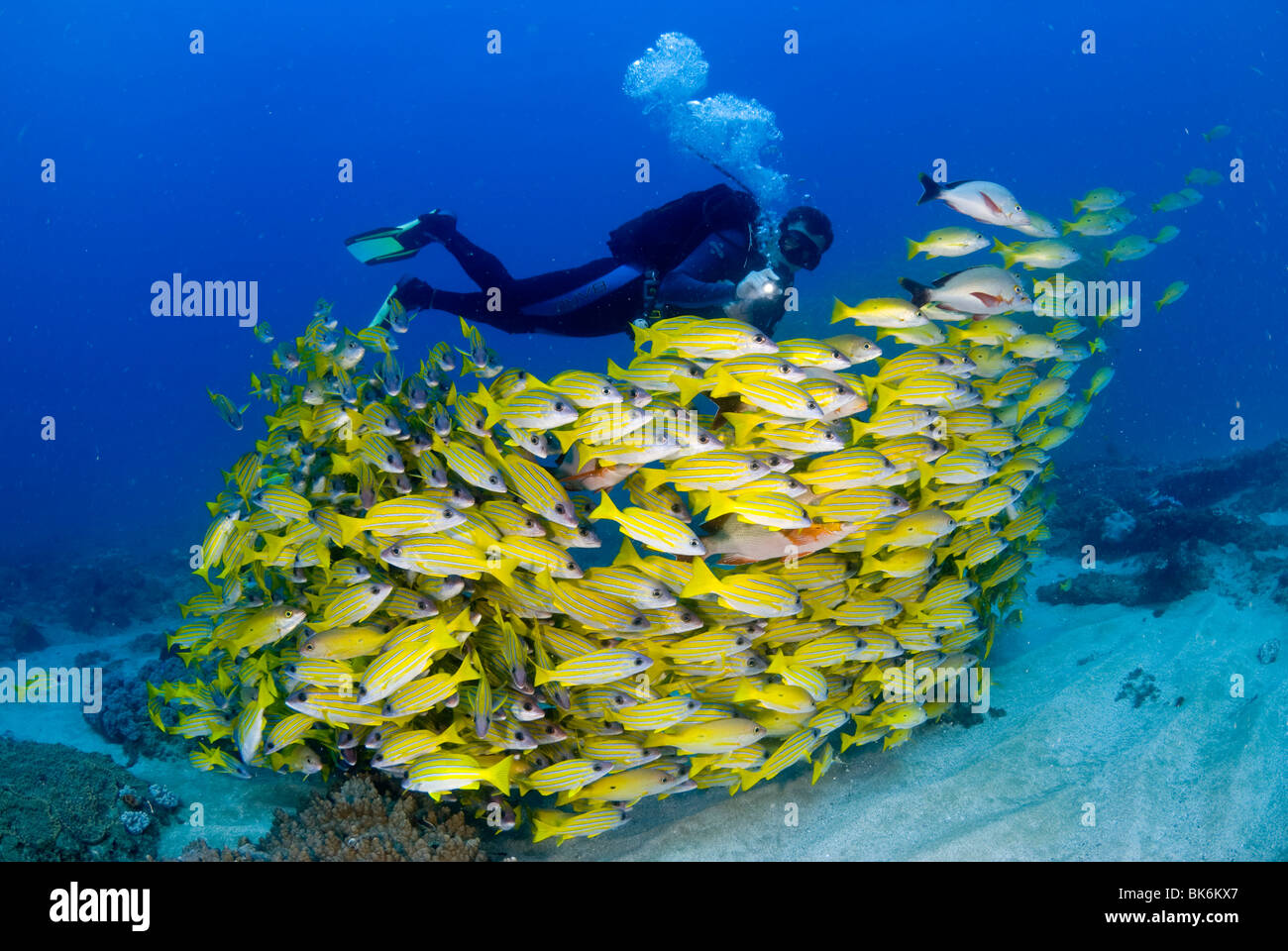 Plongée sous marine natation avec l'école de français jaune des grognements, Afrique du Sud Banque D'Images