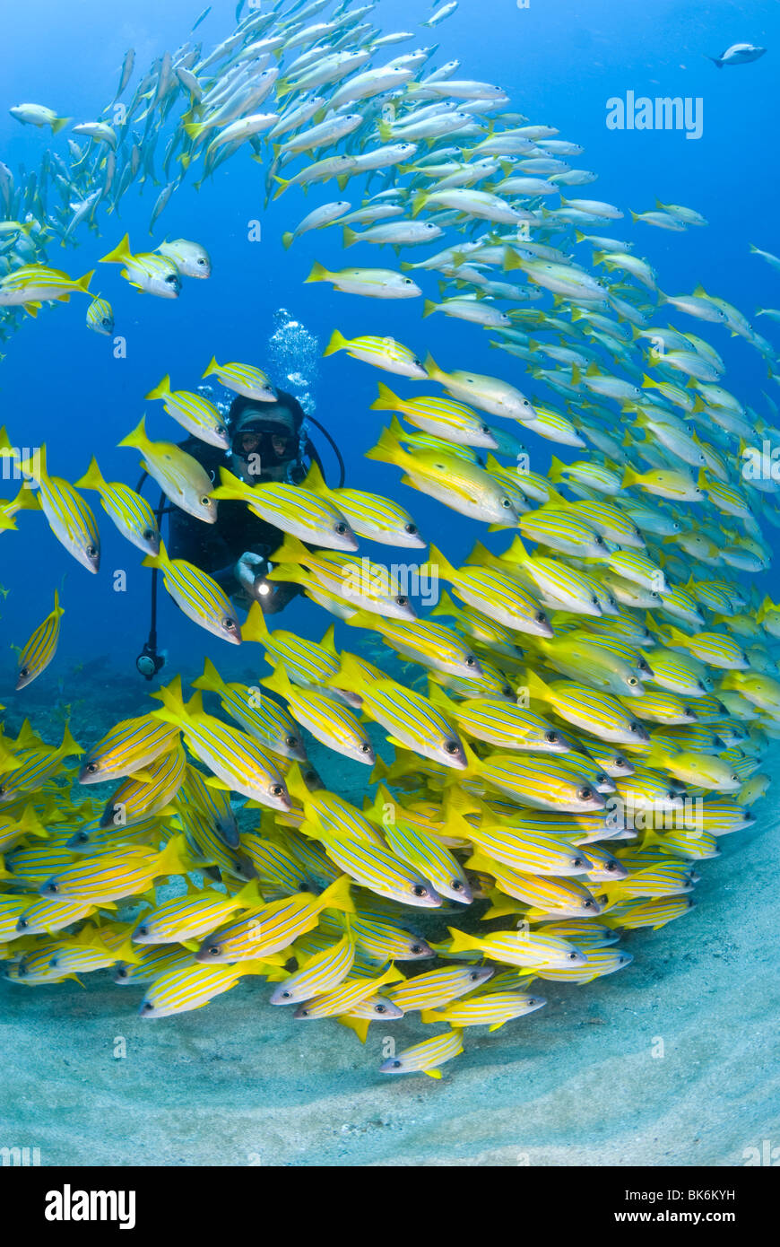 Plongée sous marine natation avec l'école de français jaune des grognements, Afrique du Sud Banque D'Images