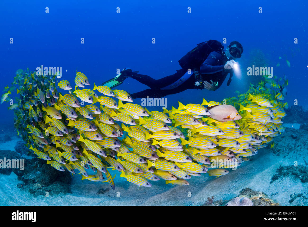 Plongée sous marine natation avec l'école de français jaune des grognements, Afrique du Sud Banque D'Images