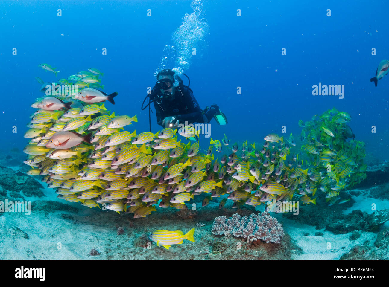 Plongée sous marine natation avec l'école de français jaune des grognements, Afrique du Sud Banque D'Images