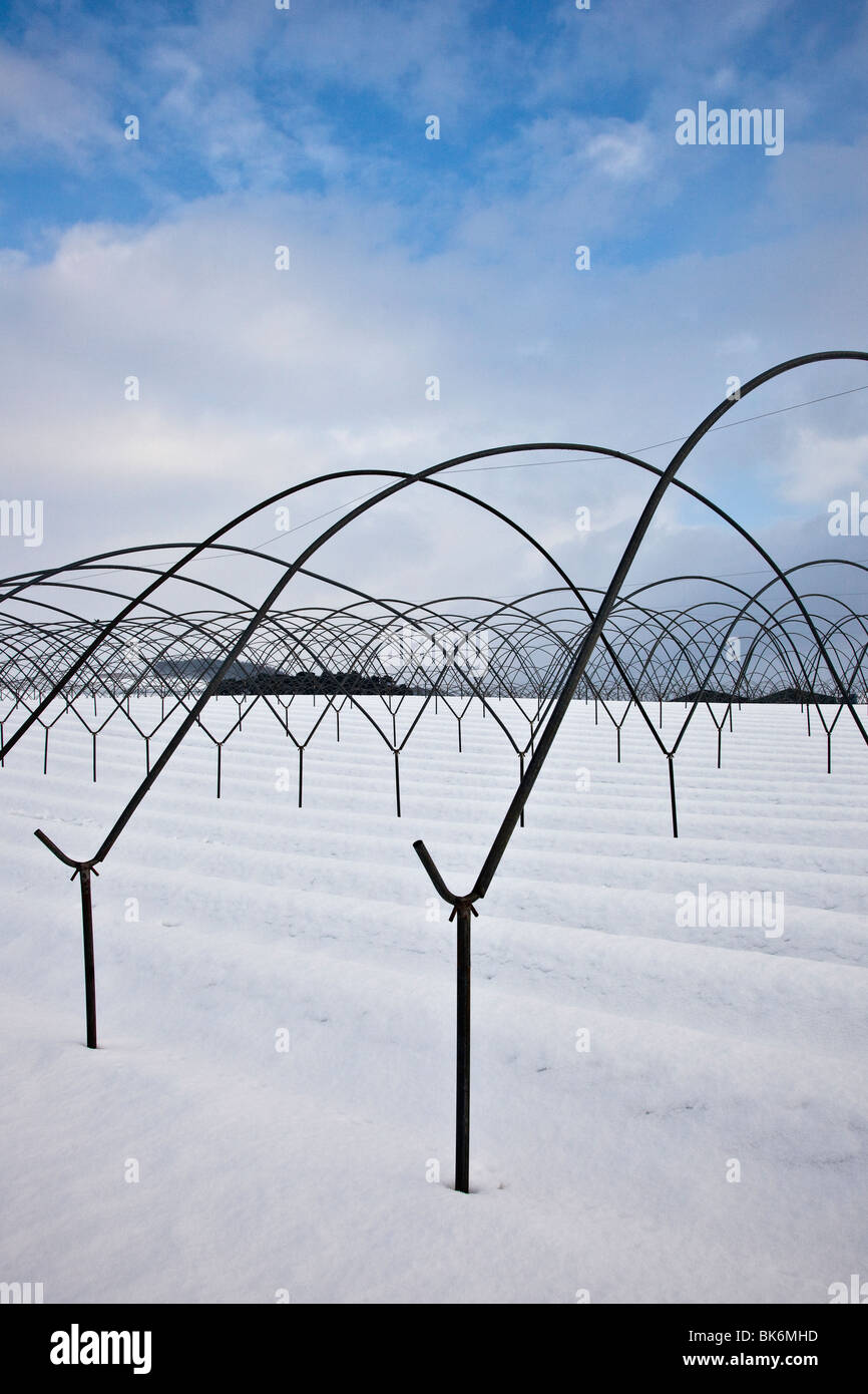 Tunnels, polytunnel Poly en métal, cadre en métal découvert en hiver avec sol couvert de neige Banque D'Images