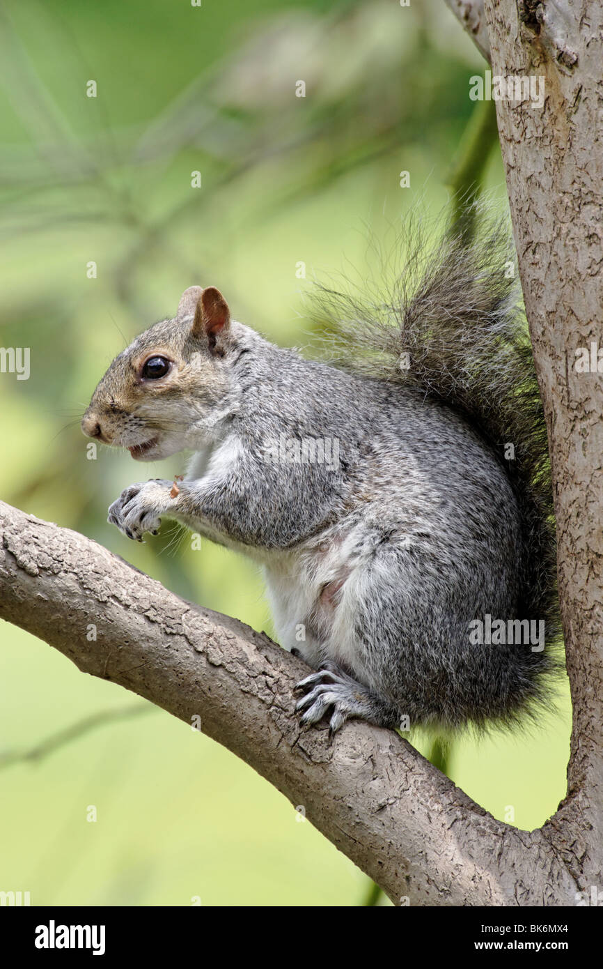 L'écureuil gris femelle, Sciurus carolinensis, assis sur une branche d'un eucalyptus de manger une cacahuète. Banque D'Images