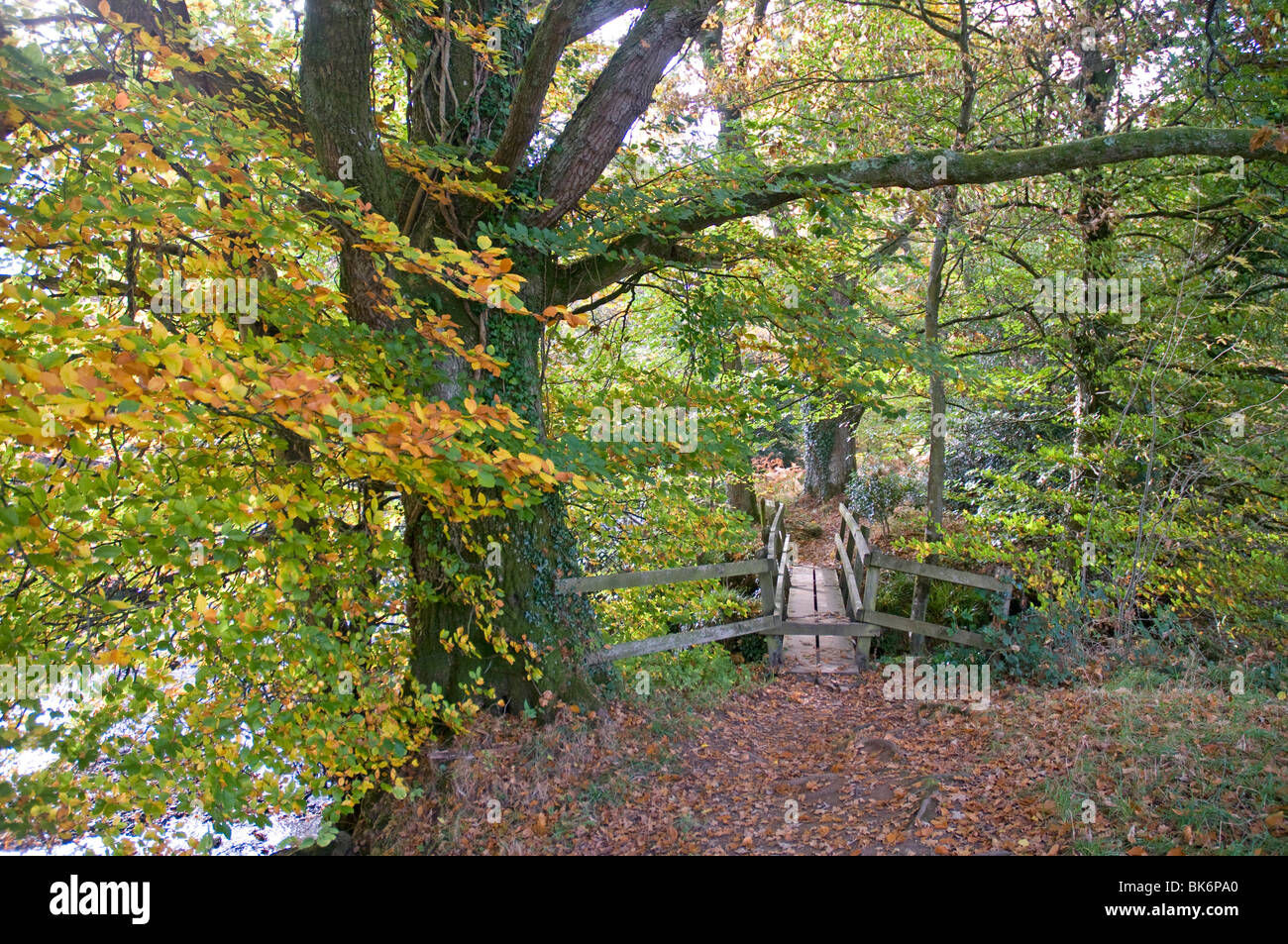 Couleurs d'automne près de la rivière Teign, près de Chagford Banque D'Images