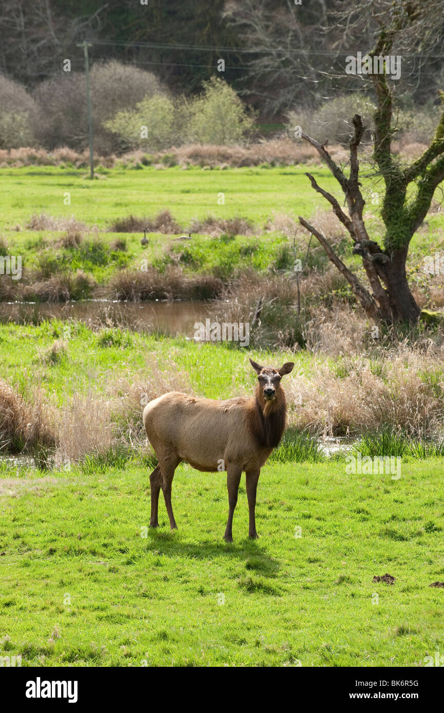 Troupeau de wapiti de Roosevelt dans un pâturage pâturage Banque D'Images