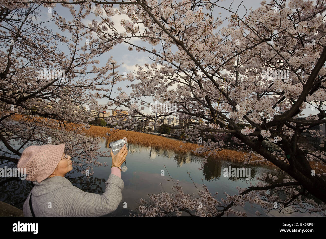 La prise vidéo de la fleur de cerisier, le parc Ueno, Tokyo, Japon, 3 avril 2010. Banque D'Images