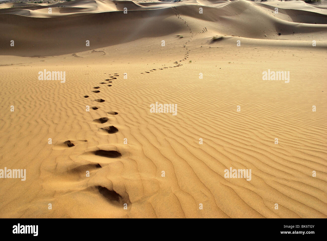 Des empreintes de pas dans les dunes de sable, désert de Thar Banque D'Images