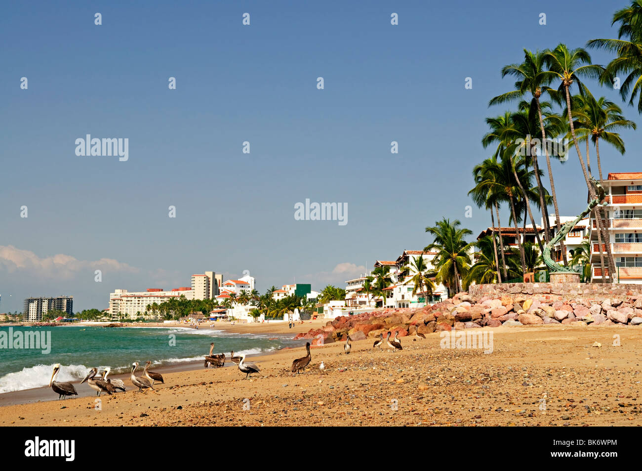 Des pélicans sur la plage de Puerto Vallarta au Mexique Banque D'Images