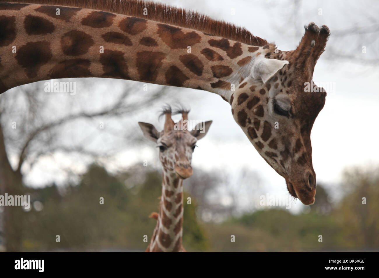 Les jeunes et adultes à la girafe Le zoo de Chester, Cheshire Banque D'Images