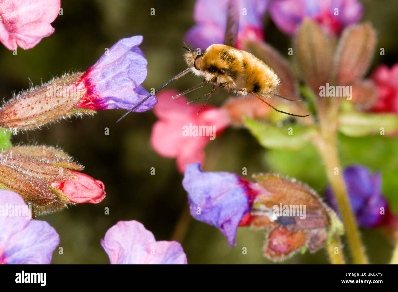 Grands bee-fly (Bombylius major) à propos d'utiliser sa cheminée de remplissage pour aspirer le nectar des fleurs un pulmonaria Banque D'Images