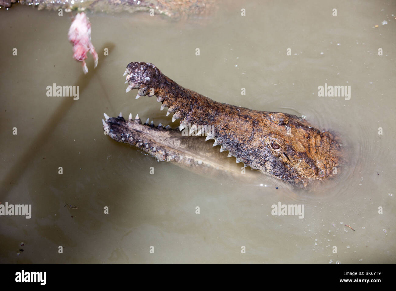 Nourrir les crocodiles à Hartley's Crocodile Farm, près de Cairns, Queensland, Australie. Banque D'Images