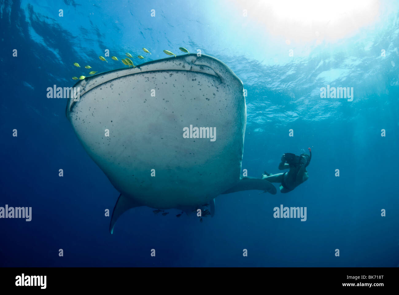 Freediver et requin-baleine, Afrique du Sud Banque D'Images