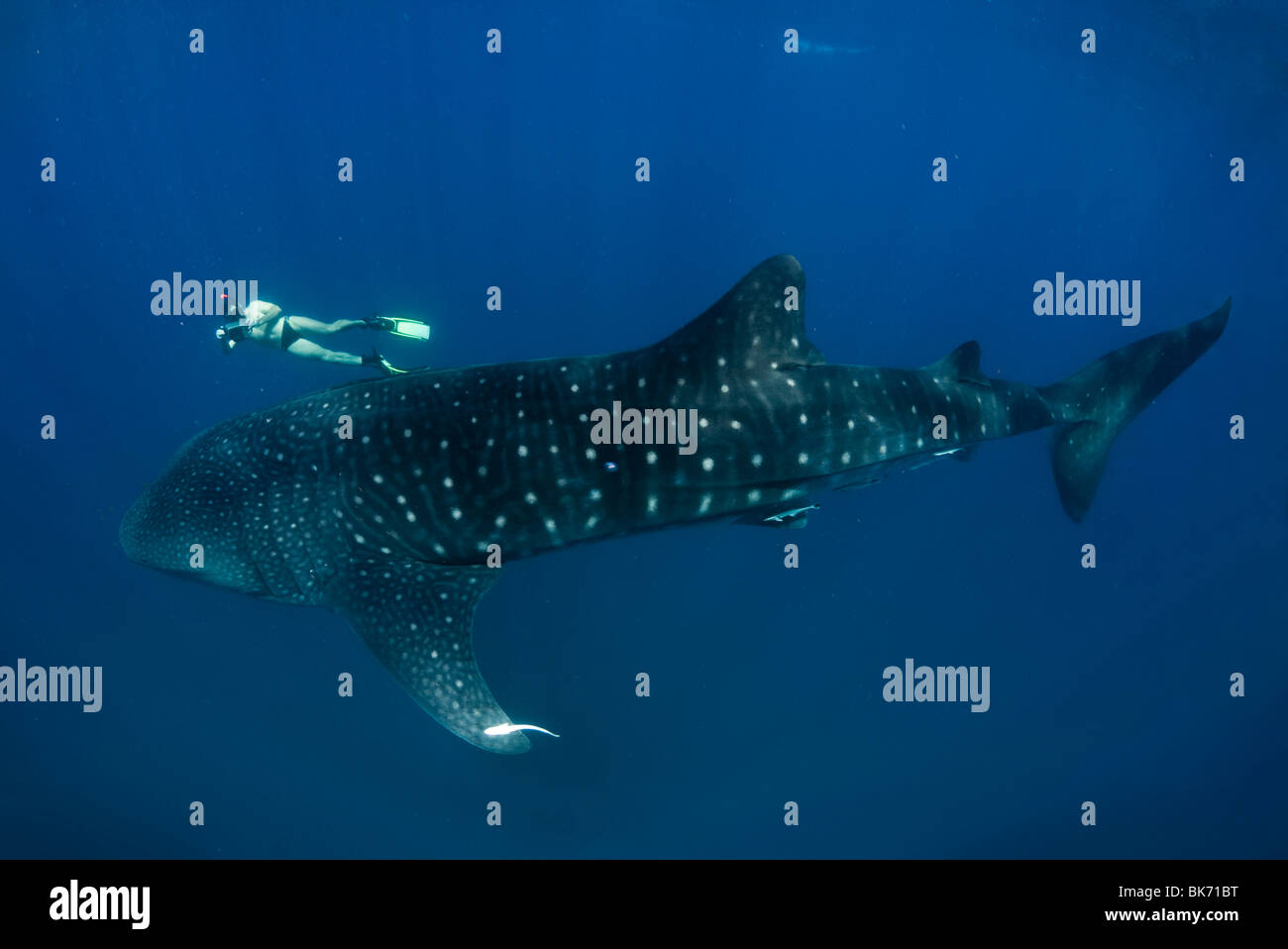 Freediver et requin-baleine, Afrique du Sud Banque D'Images