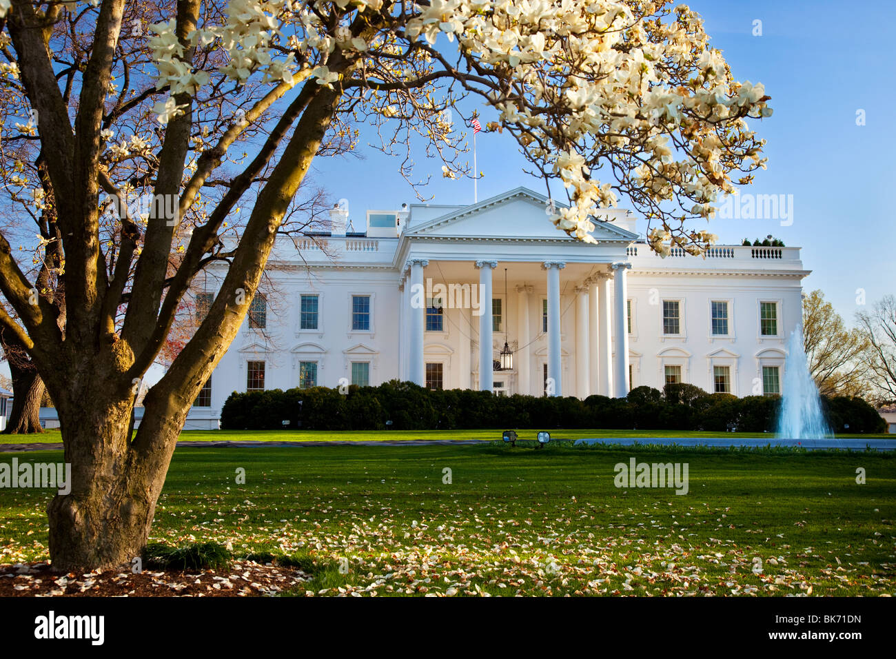 Floraison des Cerisiers au motif de la Maison Blanche à Washington DC USA Banque D'Images