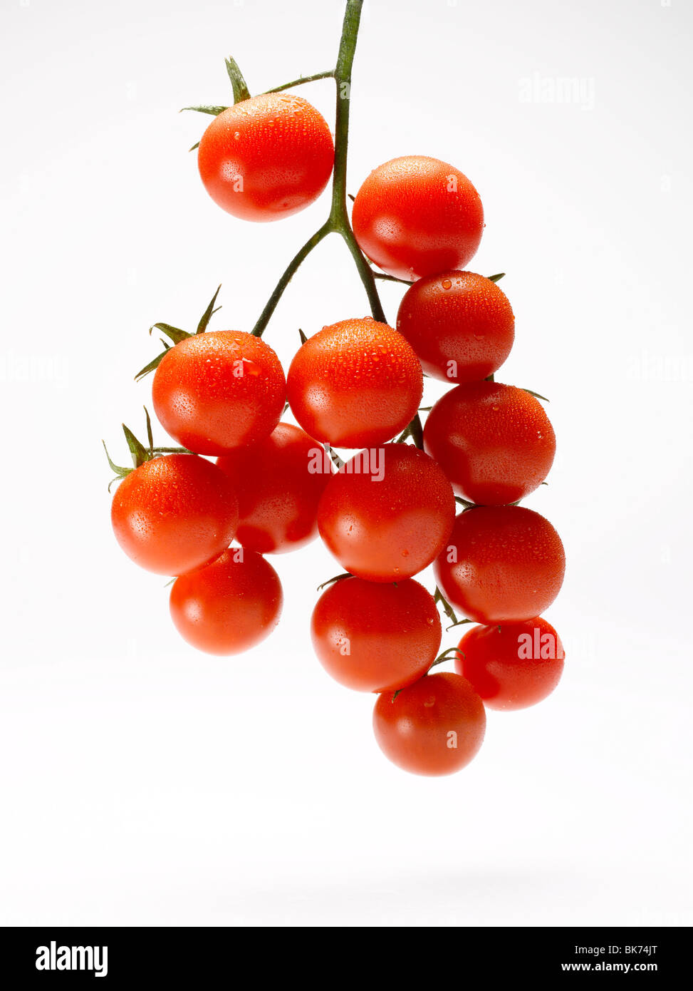 Tomates cerise sur tige sur fond blanc Banque D'Images