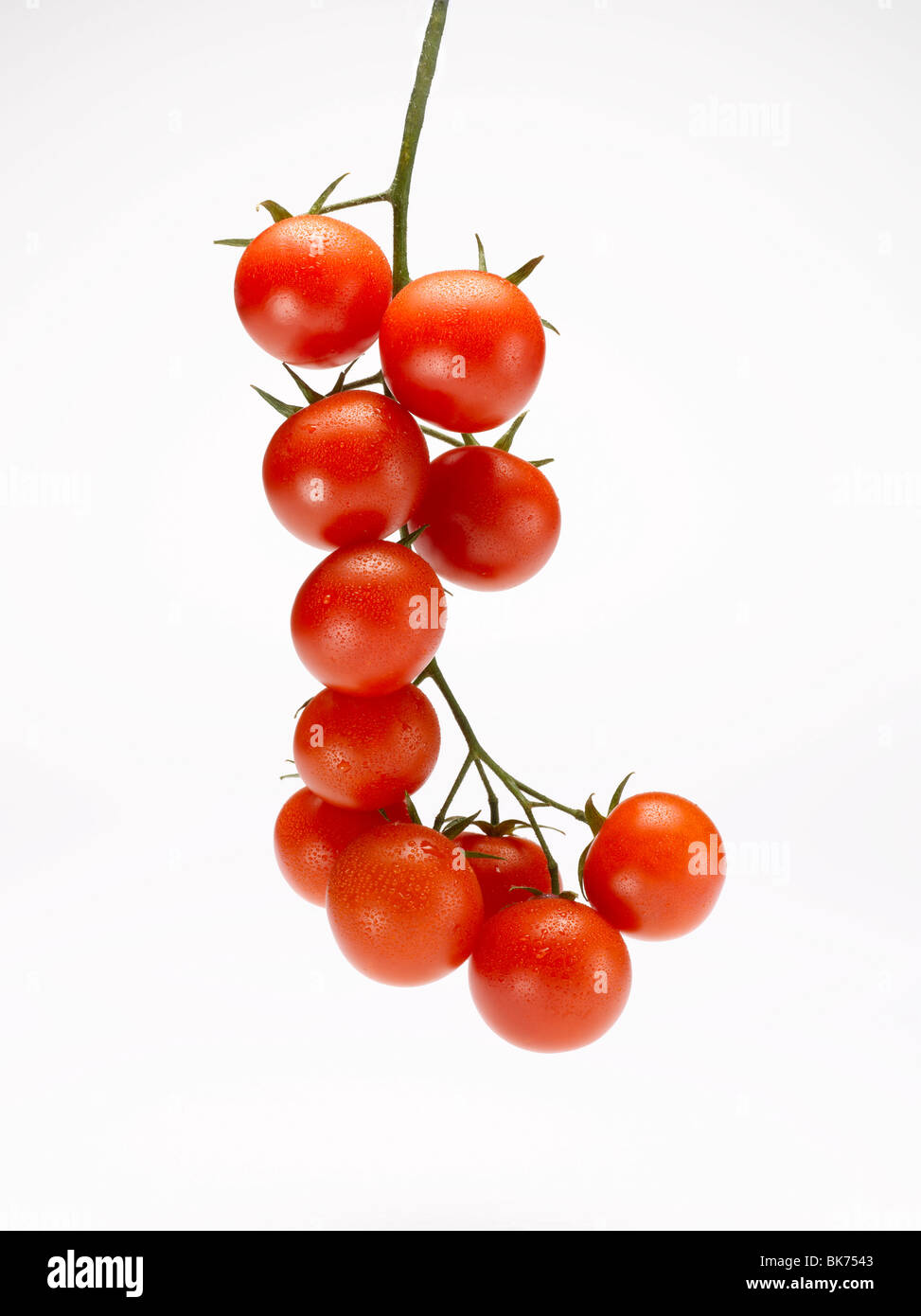 Tomates cerise sur tige sur fond blanc Banque D'Images