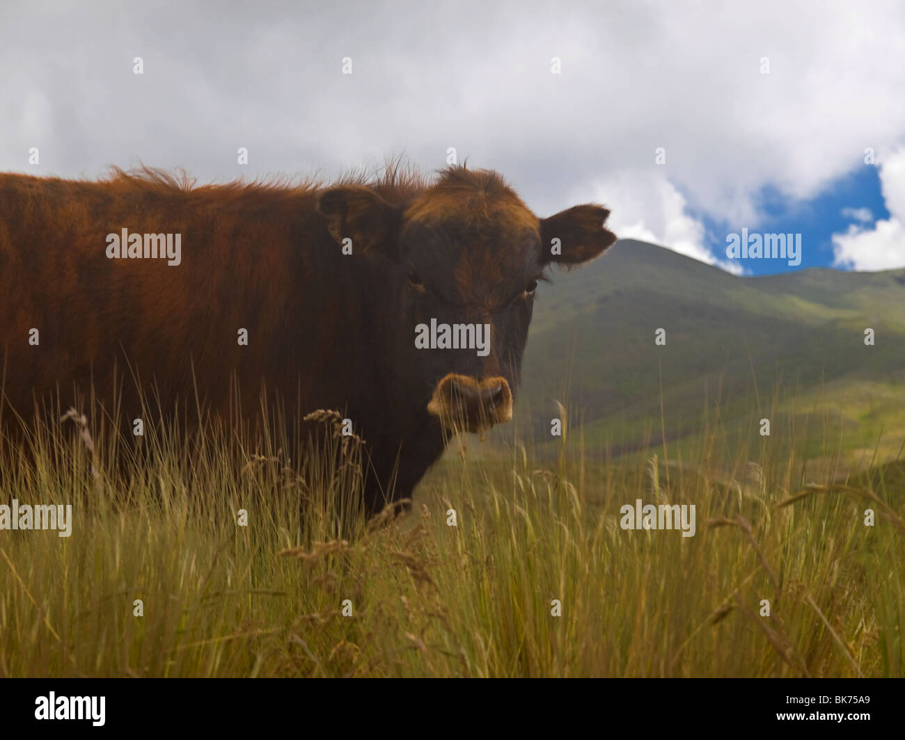 Brown cow adultes sur le pré à regarder la caméra. Banque D'Images