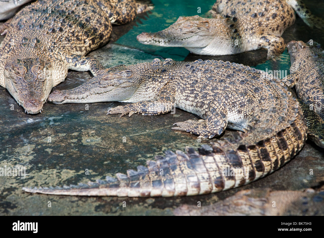 Les crocodiles à Hartley's Crocodile ferme au nord de Cairns, dans le Queensland, Australie. Banque D'Images