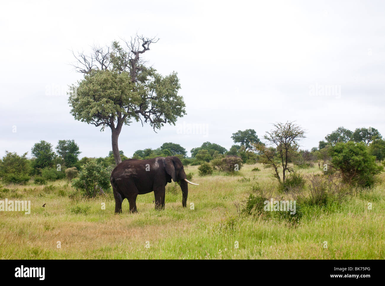 Un éléphant dans la brousse africaine Banque D'Images