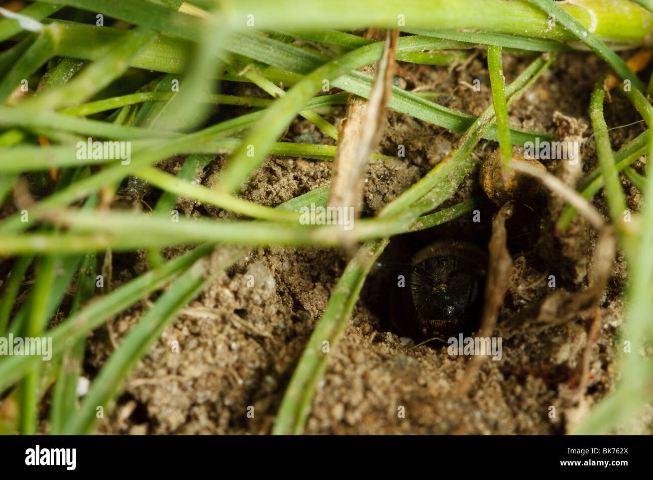 Un mineur bee vérifie la présence de danger avant de quitter la sécurité de son nid souterrain. Banque D'Images