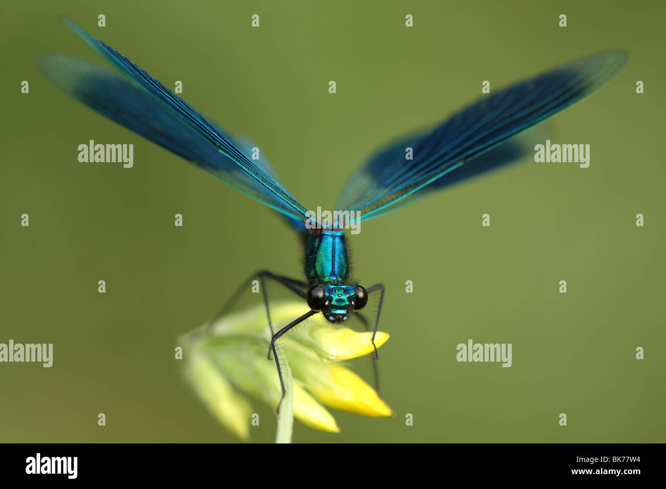 format-paysage-demoiselle-bleue-banque-de-photographies-et-d-images