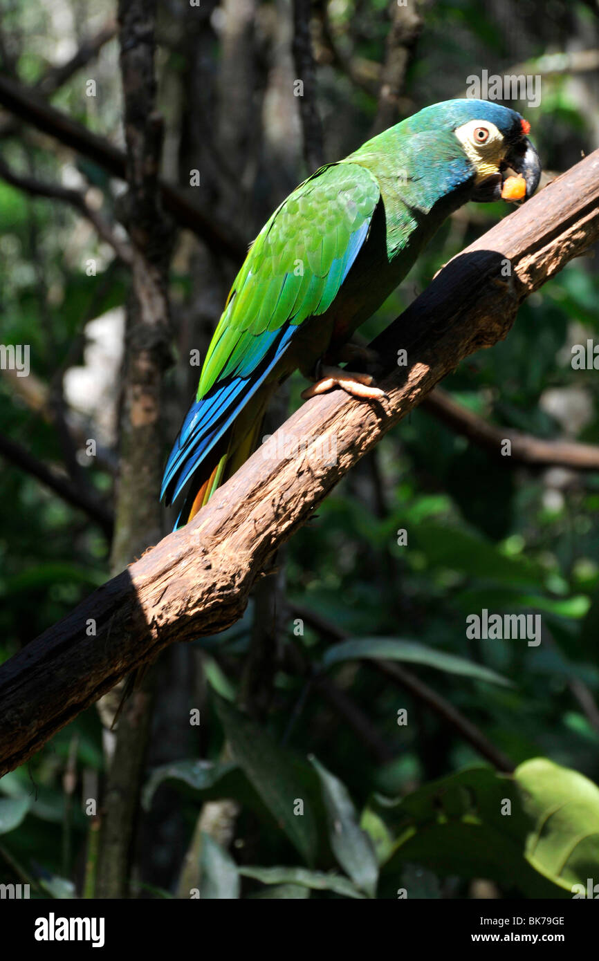 Blue-winged Macaw, Larus maracana, Parque das Aves, Foz Do Iguacu, Parana, Brésil Banque D'Images