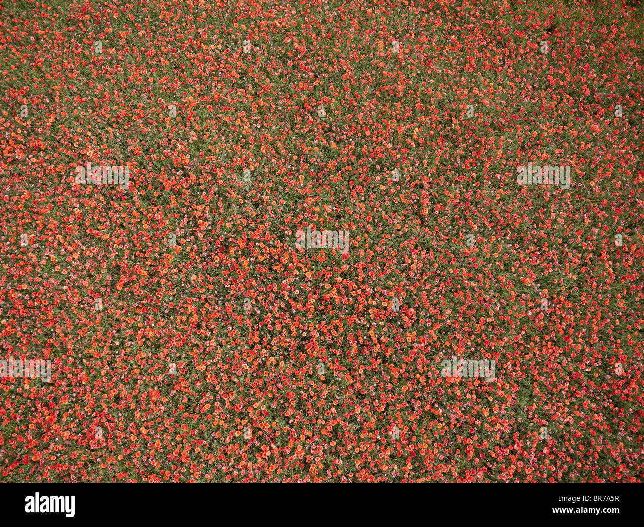 Champ Papaver rhoeas amapola Banque D'Images