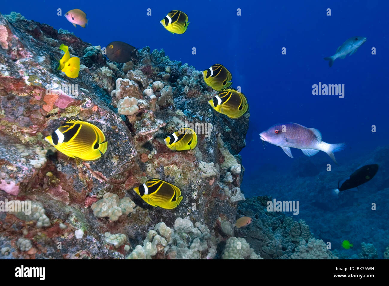 Racoon, papillons Chaetodon lunule et Doublebar, Parupeneus bifasciatus goatfish, Kailua-Kona, Hawaii Banque D'Images