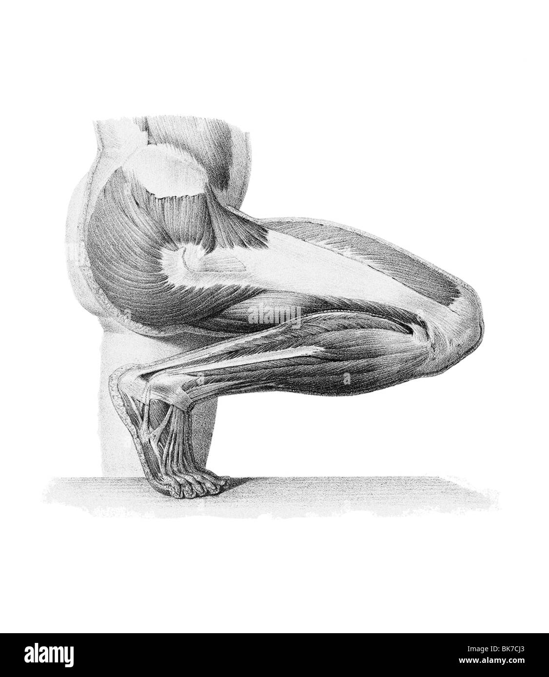 La musculature de la jambe, artwork Banque D'Images