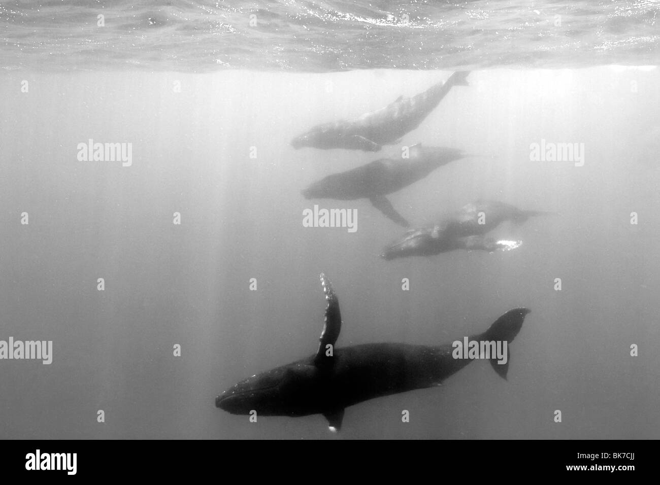 Les baleines à bosse, Megaptera novaeangliae, offshore, le Pacifique Nord Banque D'Images Les baleines à bosse, Megaptera novaeangliae, offshore, le Pacifique Nord Banque D'Images