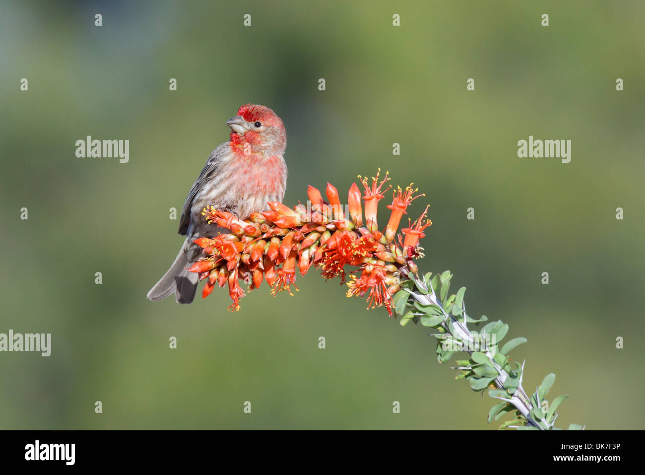 Roselin familier mâle sur l'ocotillo fleurs. Banque D'Images