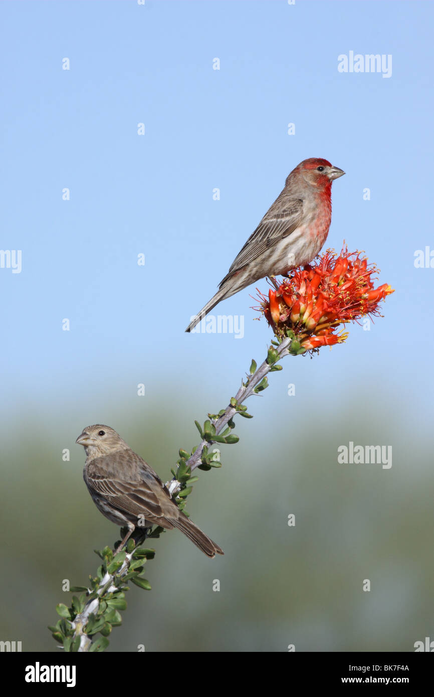 Hommes et femmes de roselins sur la branche. Banque D'Images
